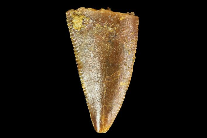 Serrated, Raptor Tooth - Real Dinosaur Tooth #127076